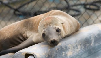 seal at rescue center