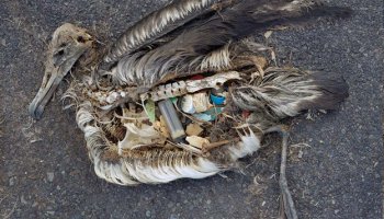 dead albatross on Pacific Island showing the plastic it had eaten