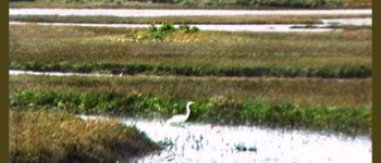 Marsh with a bird in the water