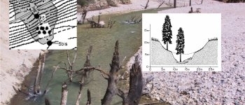 trees buried by hydraulic mining debris, being exhumed by stream erosion